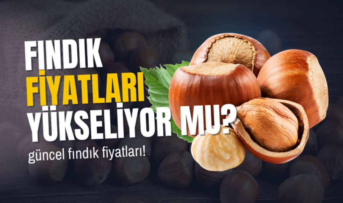 Samsun'da Güncel Fındık Fiyatları! Fiyatlar Yükseliyor mu?