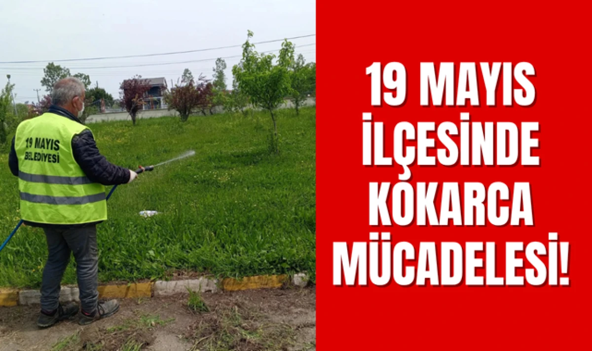 19 Mayıs İlçesinde Kokarca Mücadelesi Sürüyor!