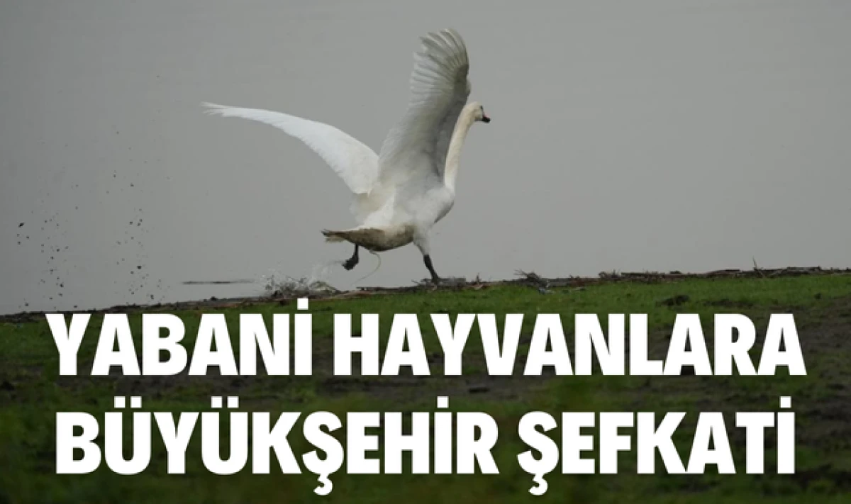 Samsun B&uuml;y&uuml;kşehir Belediyesinden Yabani Hayvanlara Şefkat