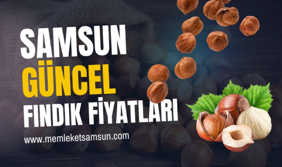 Samsun Güncel Fındık Fiyatları Yükseliyor mu?