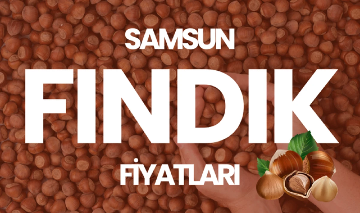Samsun ve İlçelerinde Güncel Fındık Fiyatları!