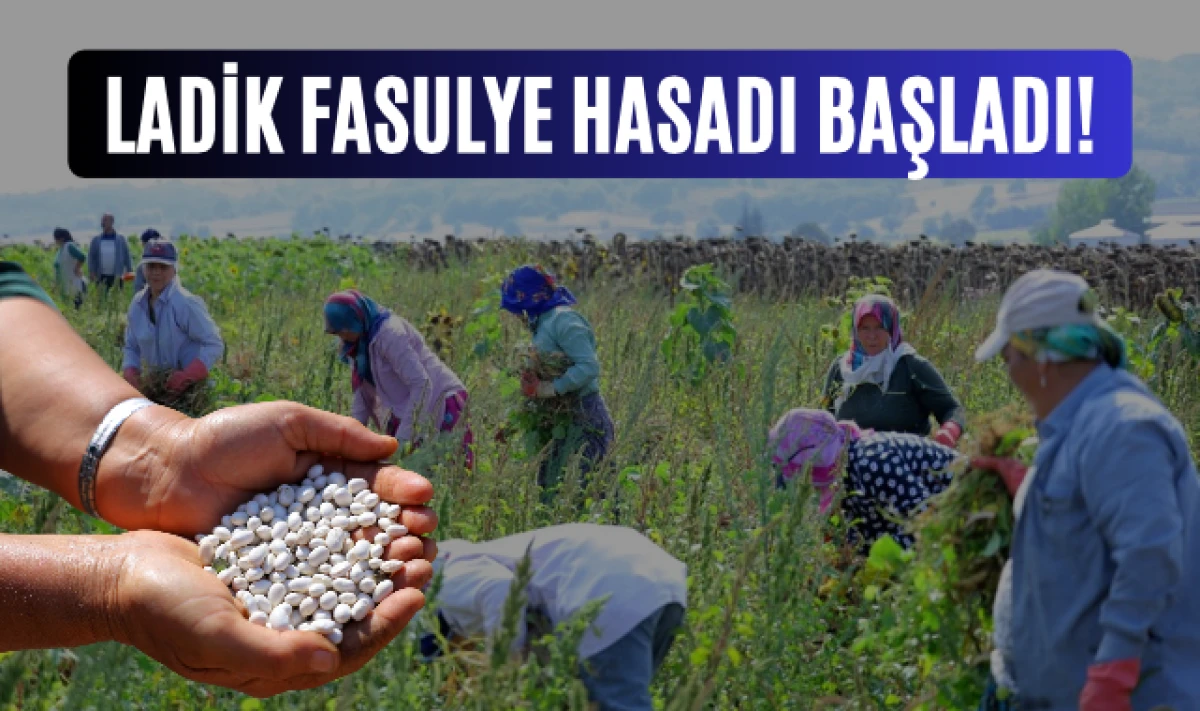 SBB'nin Katkılarıyla Ladik Fasulye Hasadı Başladı!